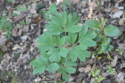 Pivoine officinale Paeonia officinalis L., 1753