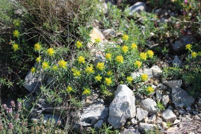 Euphorbe Euphorbia flavicoma subsp. flavicoma DC., 1813
