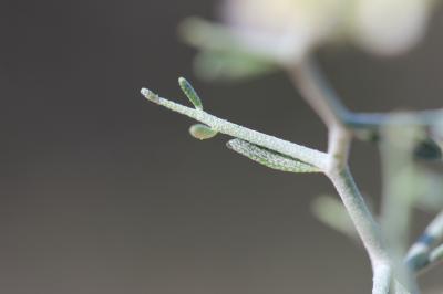 Passerage épineux, Corbeille-d'argent épineuse Hormathophylla spinosa (L.) P.Küpfer, 1974