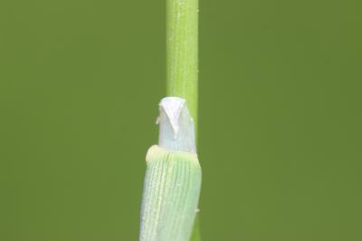 Vulpin bulbeux Alopecurus bulbosus Gouan, 1762