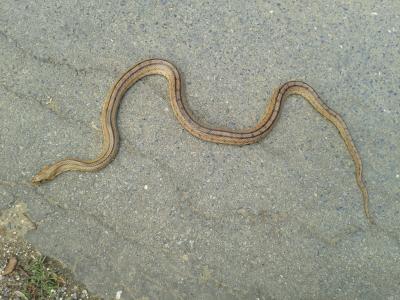 Couleuvre à échelons Zamenis scalaris (Schinz, 1822)