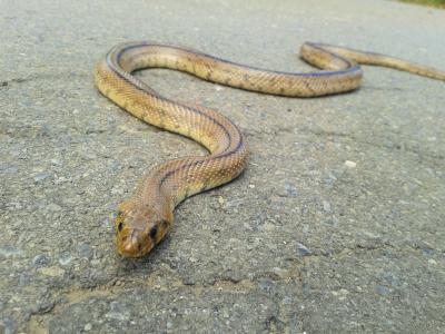 Couleuvre à échelons Zamenis scalaris (Schinz, 1822)