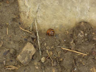  Glomeris annulata Brandt, 1833