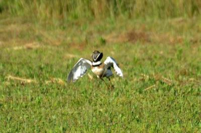 Outarde canepetière Tetrax tetrax (Linnaeus, 1758)