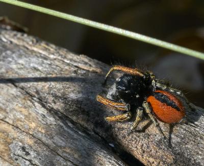 Saltique sanguinolent Philaeus chrysops (Poda, 1761)