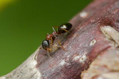  Dolichoderus quadripunctatus (Linnaeus, 1771)