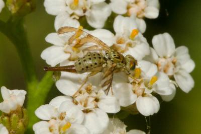  Chaetorellia jaceae (Robineau-Desvoidy, 1830)