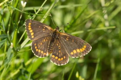 Mélitée du Mélampyre (La), Damier Athalie (Le) Melitaea athalia (Rottemburg, 1775)
