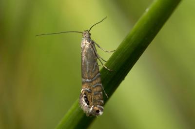 Glyphipterix thrasonella (Scopoli, 1763)