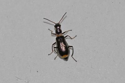  Sphinginus lobatus (Olivier, 1790)