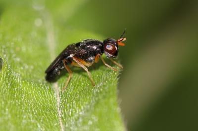 Chyliza extenuata (Rossi, 1790)