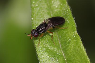  Chyliza extenuata (Rossi, 1790)