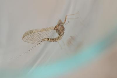 Ephémère, Mouche de mai Cloeon dipterum (Linnaeus, 1760)