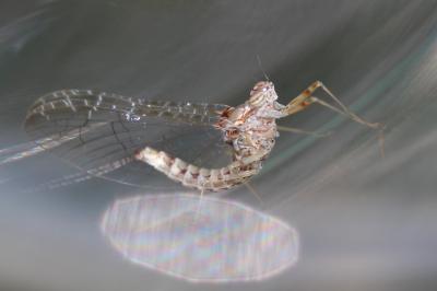 Ephémère, Mouche de mai Cloeon dipterum (Linnaeus, 1760)