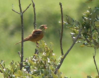 Bruant ortolan Emberiza hortulana Linnaeus, 1758