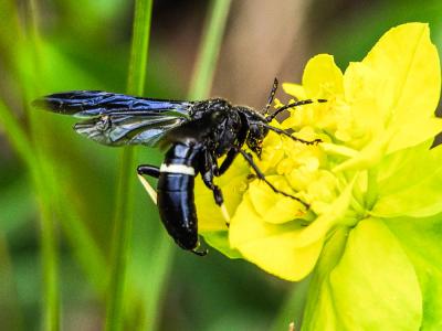  Cephaledo bifasciata bifasciata (Müller, 1766)