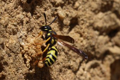  Odynerus Latreille, 1802