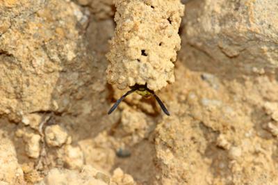  Odynerus Latreille, 1802