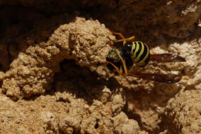  Odynerus Latreille, 1802