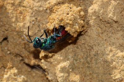 Guêpe-coucou Chrysididae Latreille, 1802
