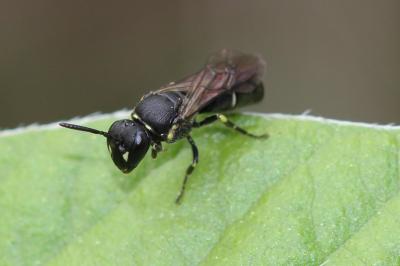  Hylaeus Fabricius, 1793