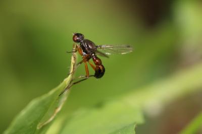  Sepsis punctum (Fabricius, 1794)