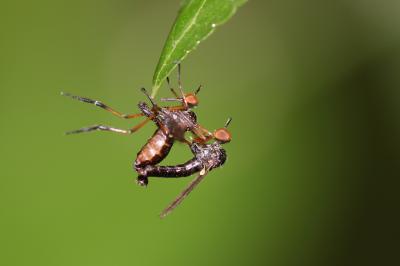  Empis nigritarsis Meigen, 1804