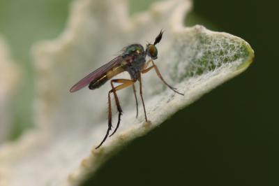  Syntormon pallipes (Fabricius, 1794)