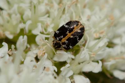 Anthrène à broderie  Anthrenus scrophulariae (Linnaeus, 1758)