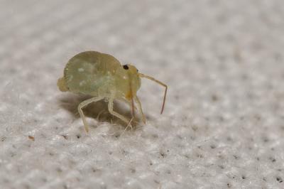  Sminthurus viridis (Linnaeus, 1758)