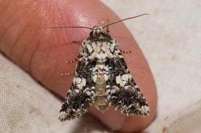 Noctuelle saupoudrée (La) Hadena confusa (Hufnagel, 1766)