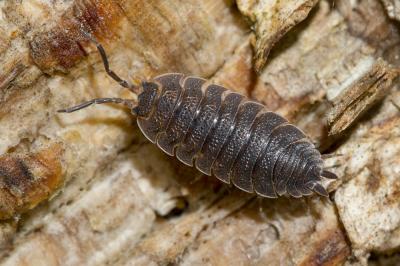  Porcellio scaber Latreille, 1804