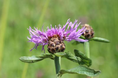 Centaurée jacée, Tête de moineau, Ambrette Centaurea jacea L., 1753