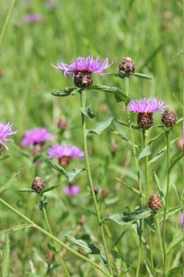 Centaurée jacée, Tête de moineau, Ambrette Centaurea jacea L., 1753