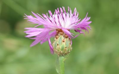 Centaurée pâle, Centaurée décolorée Centaurea diluta Aiton, 1789
