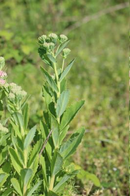 Herbe de saint Jean Hylotelephium telephium (L.) H.Ohba, 1977