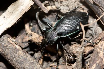 Carabe purpurin Carabus violaceus purpurascens Fabricius, 1787