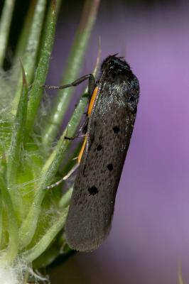  Ethmia aurifluella (Hübner, 1810)