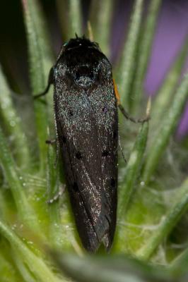  Ethmia aurifluella (Hübner, 1810)