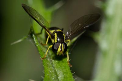  Xanthogramma dives (Rondani, 1857)