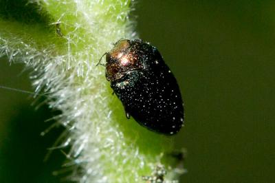  Trachys troglodytiformis Obenberger, 1918