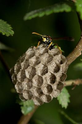 Guêpe poliste Polistes dominula (Christ, 1791)