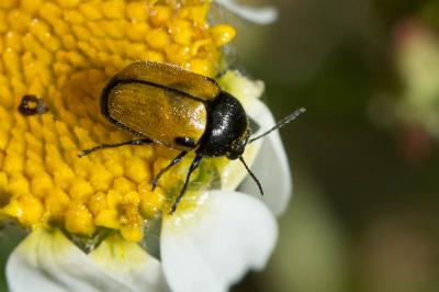 Cryptocéphale à corselet rugueux Cryptocephalus rugicollis Olivier, 1791