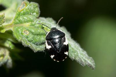  Tritomegas sexmaculatus (Rambur, 1839)