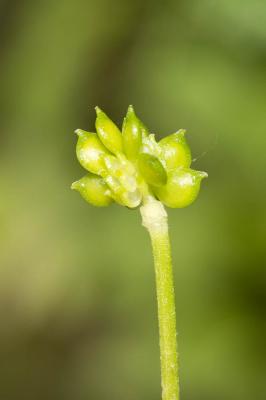 Renoncule bulbeuse Ranunculus bulbosus L., 1753