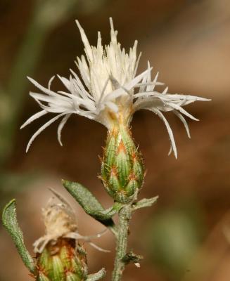 Centaurée à panicule, Centaurée paniculée Centaurea paniculata L., 1753