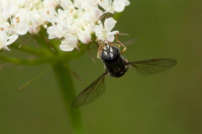  Paragus bicolor (Fabricius, 1794)