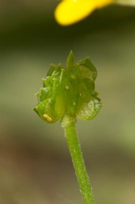Renoncule sarde, Sardonie Ranunculus sardous Crantz, 1763