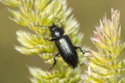 Enicopus pilosus Enicopus pilosus (Scopoli, 1763)