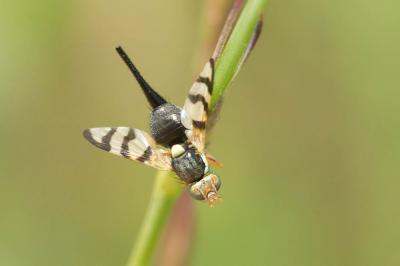  Urophora jaceana (Hering, 1935)